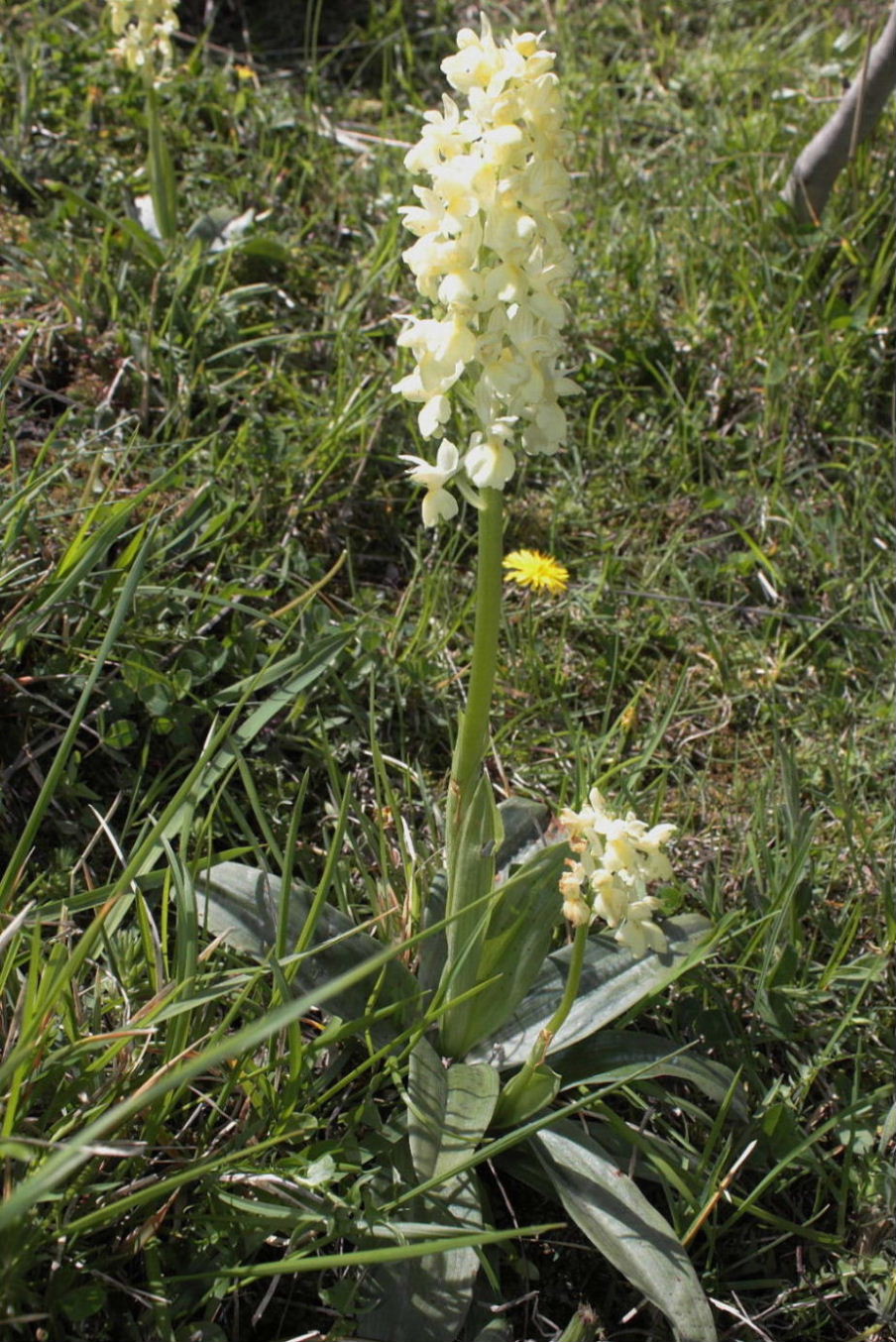 Ibrido di Orchis pallens